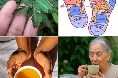 The Healing Power of Mimosa Pudica: 10 Incredible Health Benefits of the Sensitive Plant