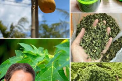Unlock the Amazing Benefits of Papaya Leaves: Nature’s Hidden Gem for Health and Wellness