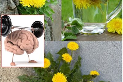 The Hidden Power of Dandelion Roots: Nature’s Gift to Gardens and Health