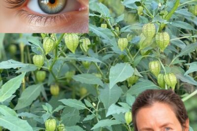 Goldenberries (Physalis peruviana): A Nutrient-Rich Superfruit for Vision, Health, and Beyond